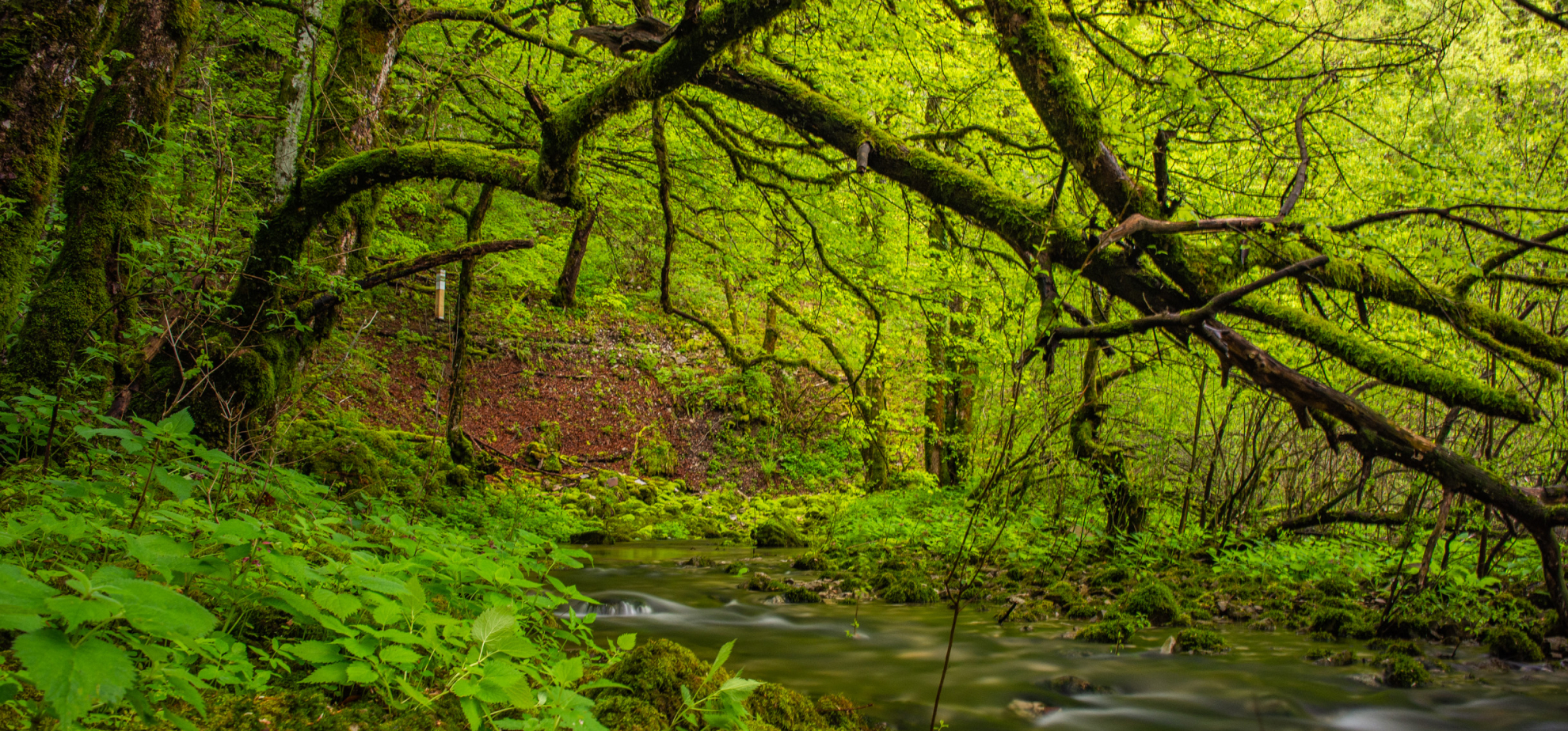 Forests - Notranjski park - EN