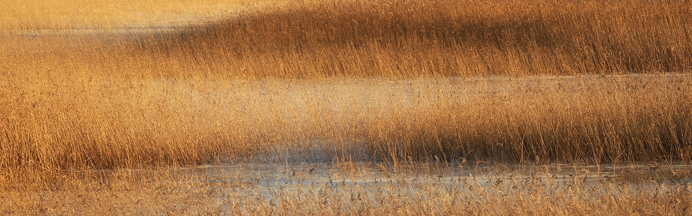 Polje visoke, zlatorjave tršce z različnimi odtenki in teksturami, verjetno zaradi svetlobe in senc.