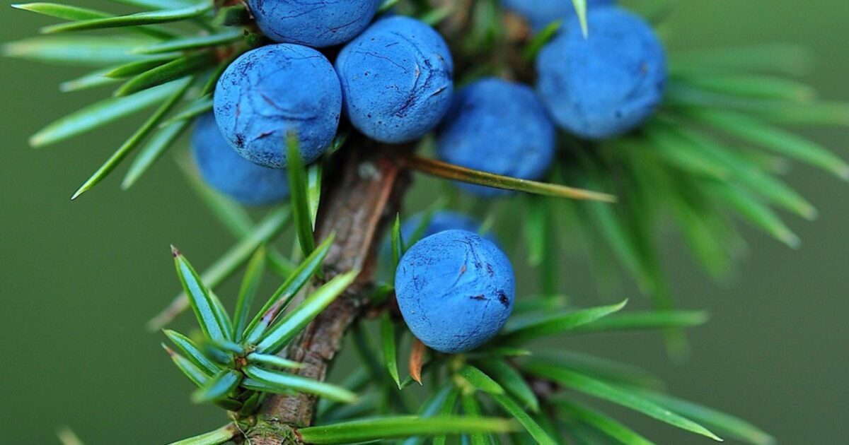 Sadimo LIFE OrnamentalIAS: Raje sadimo domorodne rastline, kot pa (invazivne ...