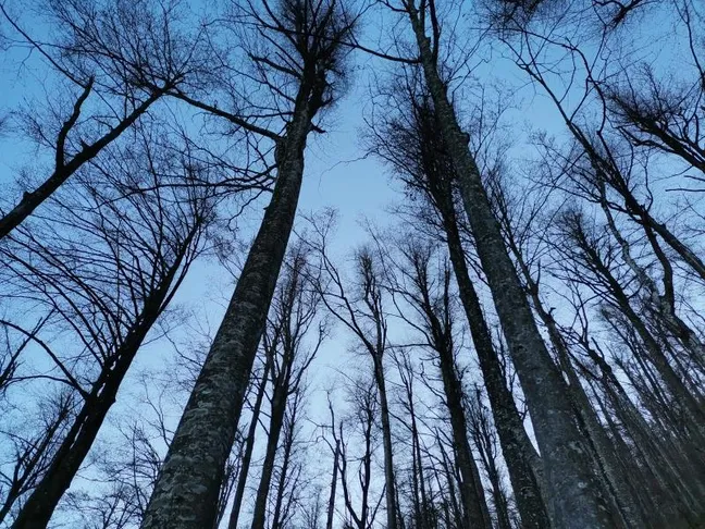 Treetops without leaves in autumn on the way to Mount Veliki Javornik.