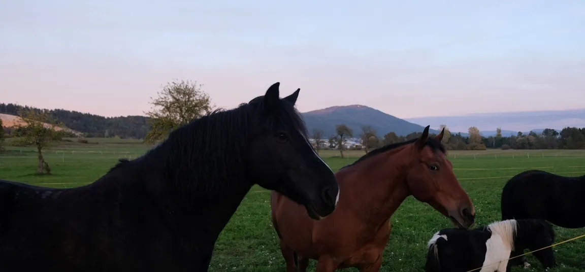 A black horse, a brown horse and a black-and-white pony in a green pasture near Lake Cerknica, with Mount Slivnica in the background.
