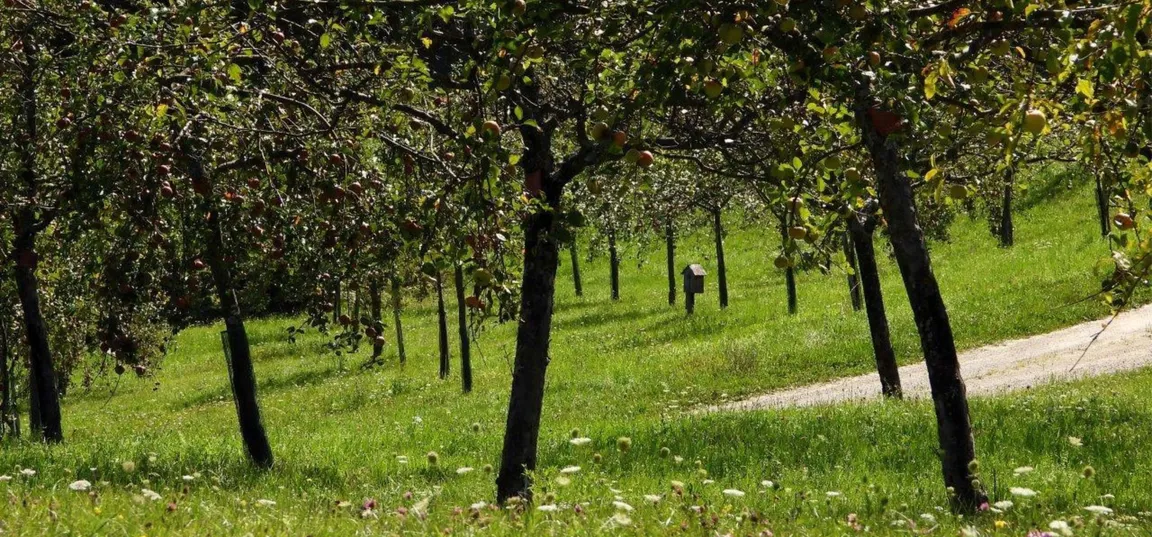 An orchard with low trees on a gently sloping grassy hillside, beneath which grows a meadow with white flowers; in the background is a narrow path running through the green landscape.