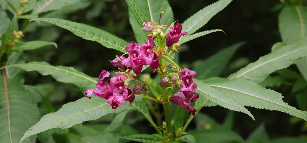 Rožnati cvetovi žlezave nedotike (Impatiens glandulifera) na zelenem steblu, obdani z ozkimi suličastimi listi. Rastlina je fotografirana od blizu, v ozadju pa je gosto zeleno rastje.