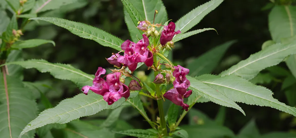 Rožnati cvetovi žlezave nedotike (Impatiens glandulifera) na zelenem steblu, obdani z ozkimi suličastimi listi. Rastlina je fotografirana od blizu, v ozadju pa je gosto zeleno rastje.