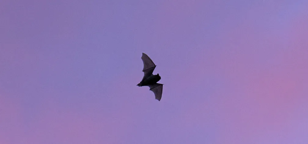 Silueta netopirja med letom na enobarvnem ozadju v vijoličnih in rožnatih odtenkih. Krila so razprta, telo pa je vidno kot temen obris, ki izstopa proti svetlejši podlagi. Fotografija poudarja značilno obliko netopirjevih kril in gibanje med letom.