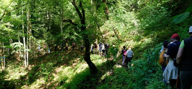 Group of hikers walking through a green forest.