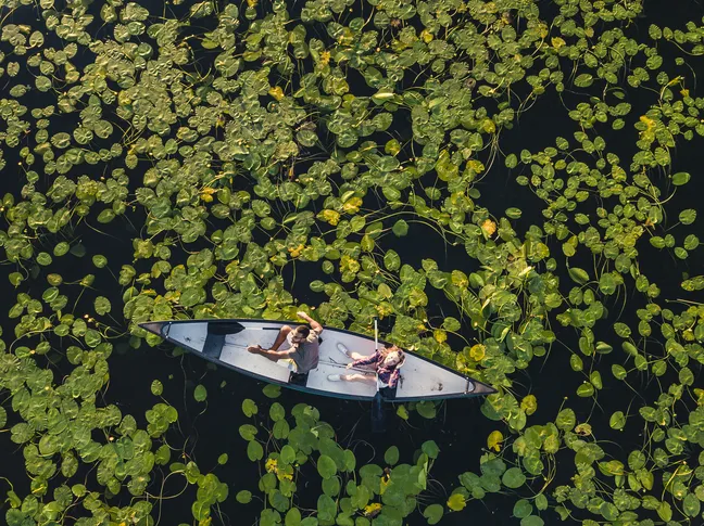 Zračna fotografija dve oseb v kanuju, ki plujeta med gostim rastlinjem lokvanjev.