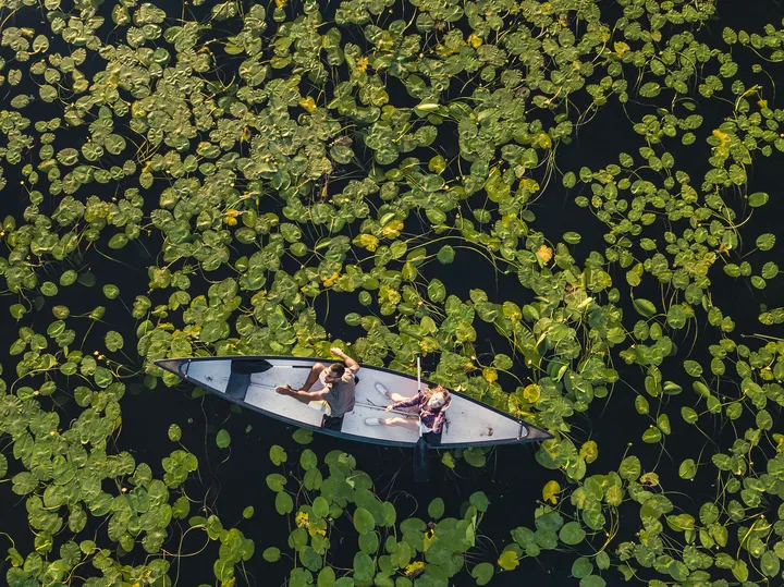 Zračna fotografija dve oseb v kanuju, ki plujeta med gostim rastlinjem lokvanjev.