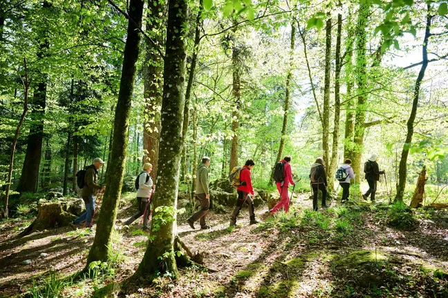 Skupina pohodnikov v koloni hodi skozi gozd. Sončni žarki pronicajo skozi veje.