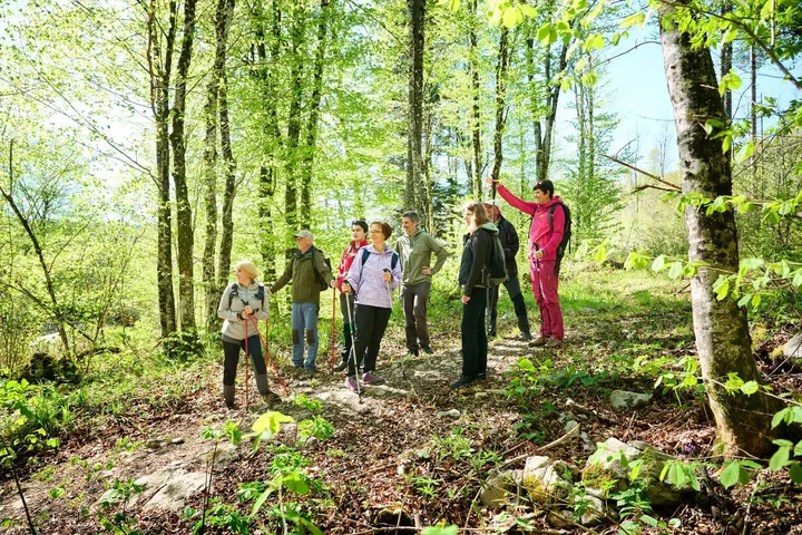 A group of hikers is standing in the forest near the top of a hill, the female guide is pointing into the distance with her hand, the others are looking in the same direction.