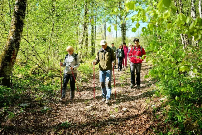 Hikers are descending a forest path full of wood chips and fallen leaves. Two of them are holding hiking poles.