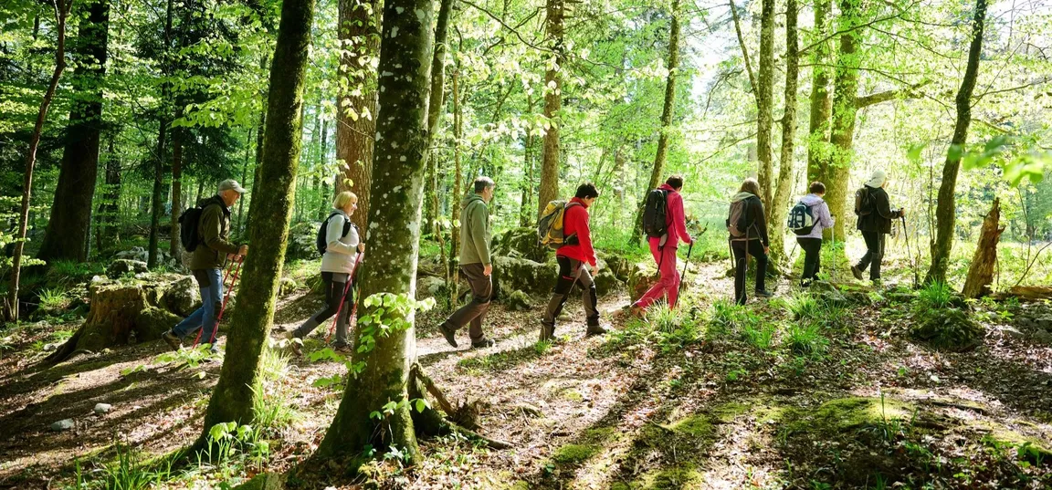 A group of hikers walks in a column through the forest. Sun rays are filtering through the branches.