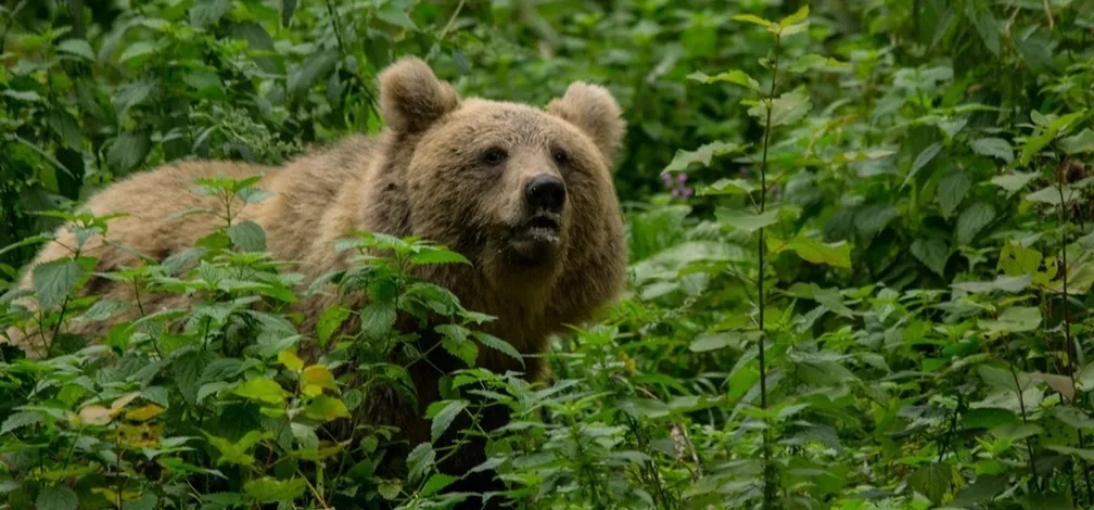 Brown bear in lush forest undergrowth.