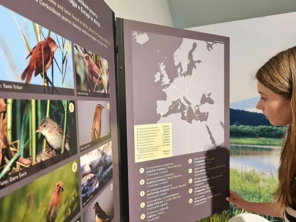 Dekle bere podatke o različnih vrstah ptic.