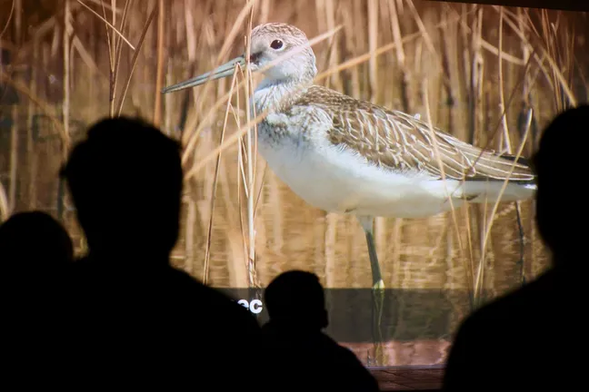 On the screen in the ornithology classroom by Lake Cerknica there is a photograph of a common greenshank. In the foreground there are silhouettes of people watching a presentation of the birds of the lake.