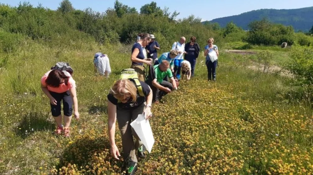 Obiskovalci nabirajo divje rastline na Cerkniškem polju.