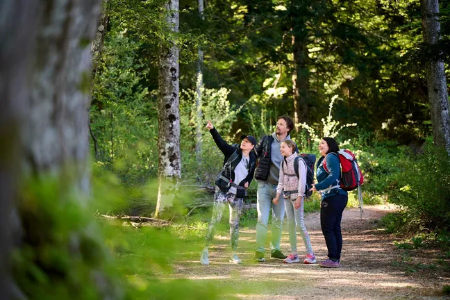Four people are standing on a forest path and smilingly staring up at the treetops.