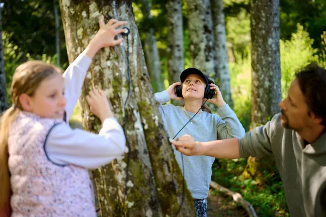 Three people are standing around a tree trunk, to which they attach special small microphones. A woman in the background is listening to sounds coming from under the bark with headphones.