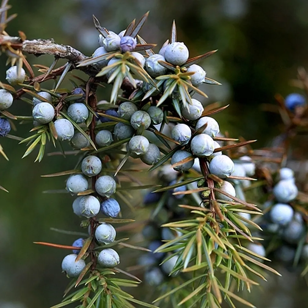 Veja navadnega brina ( Juniperus communis), polna plodov - brinovih jagod.