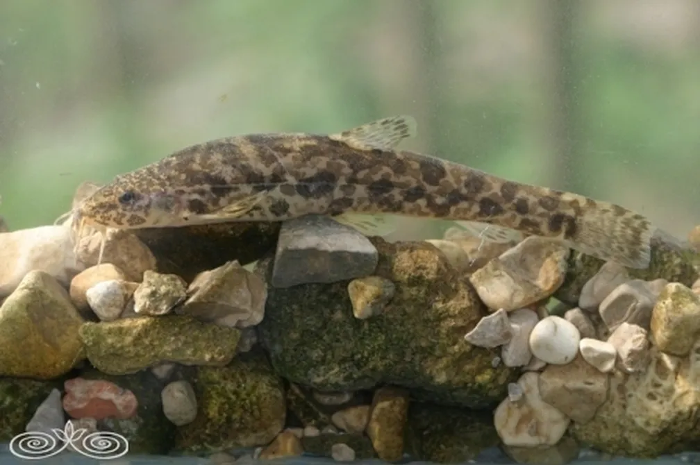 Babica (Barbatula barbatula)  z lisastim rjavo-črnim vzorcem počiva na kamnitem dnu v podvodnem okolju z zelenkastim odtenkom.