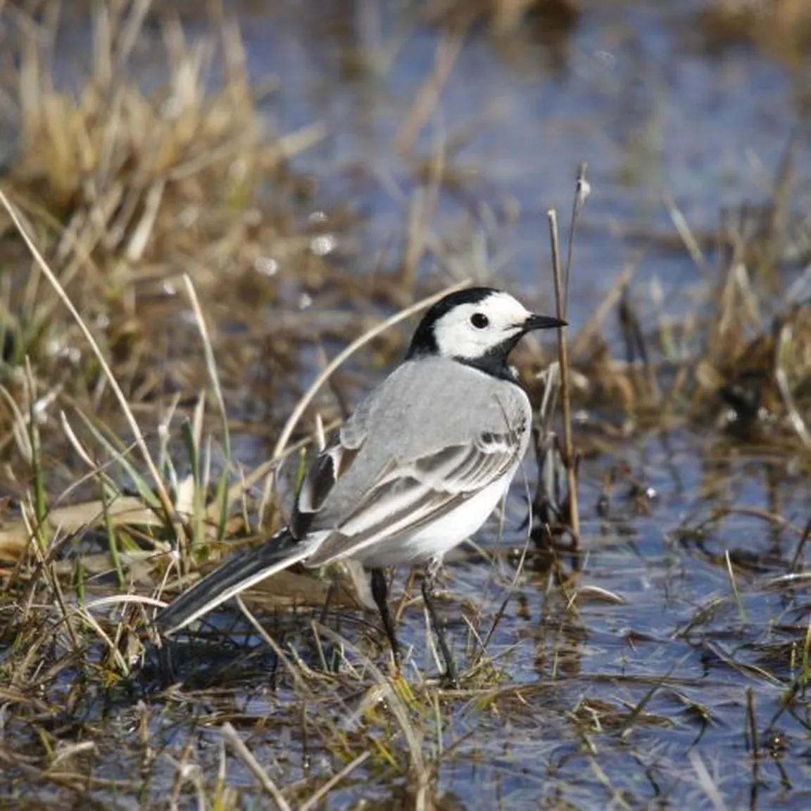 Bela pastirica (Motacilla alba) stoji v plitvi vodi med travo in rastlinjem v naravnem okolju Notranjskega parka