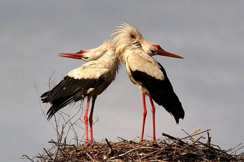 Beli štorklji (Ciconia ciconia) stojita na gnezdu iz vej, obrnjeni hrbtno druga proti drugi, z razmršenim perjem in rdečimi kljuni.