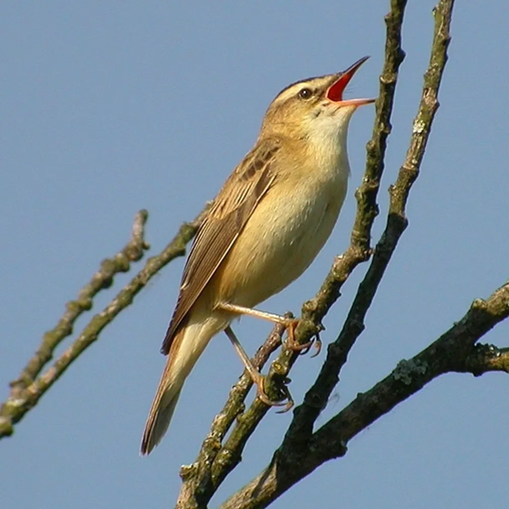 Bičja trstnica (Acrocephalus schoenobaenus) poje na vejici.