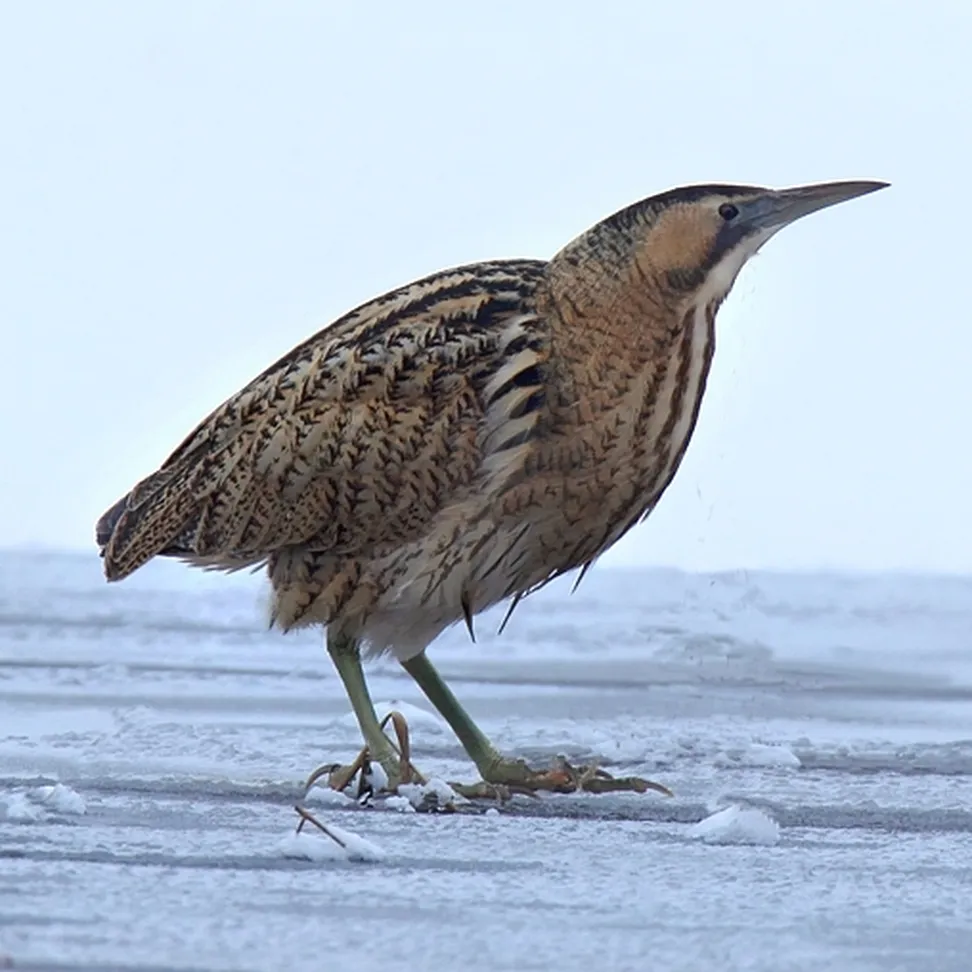 Bobnarica (Botaurus stellaris) čepi na zaledenelem jezeru.