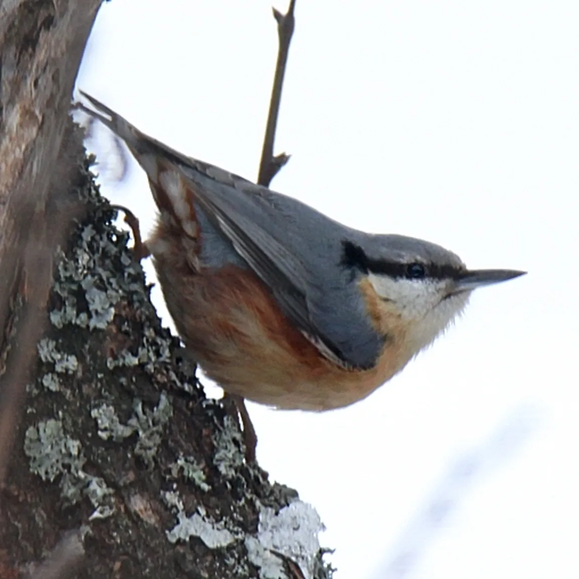 Brglez (Sitta europaea) pleza po steblu drevesa.
