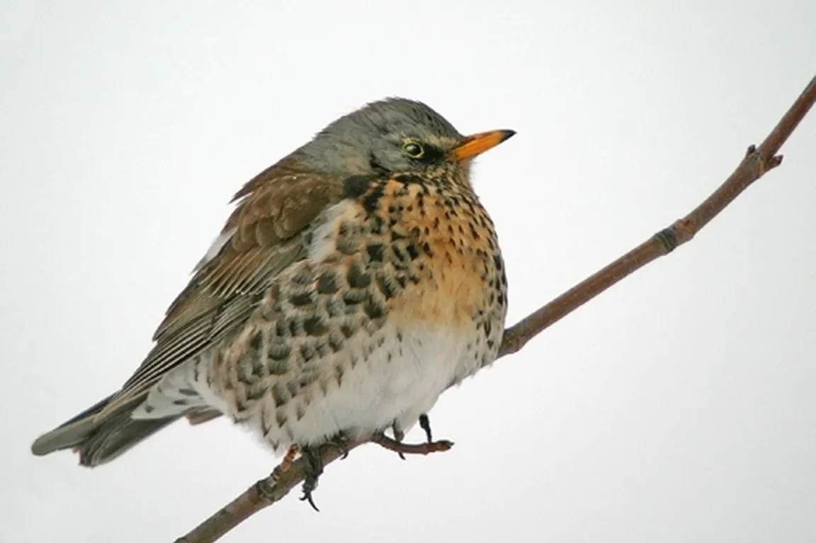 Brinovka (Turdus pilaris) na vejici.