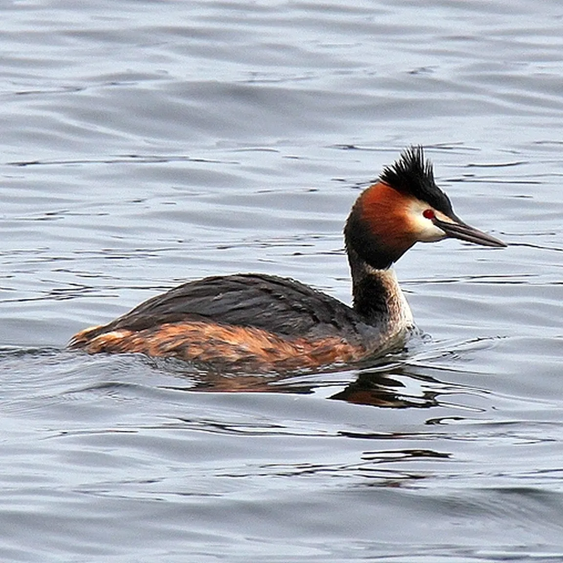 Čopasti ponirek (Podiceps cristatus) plava po jezerski gladini.
