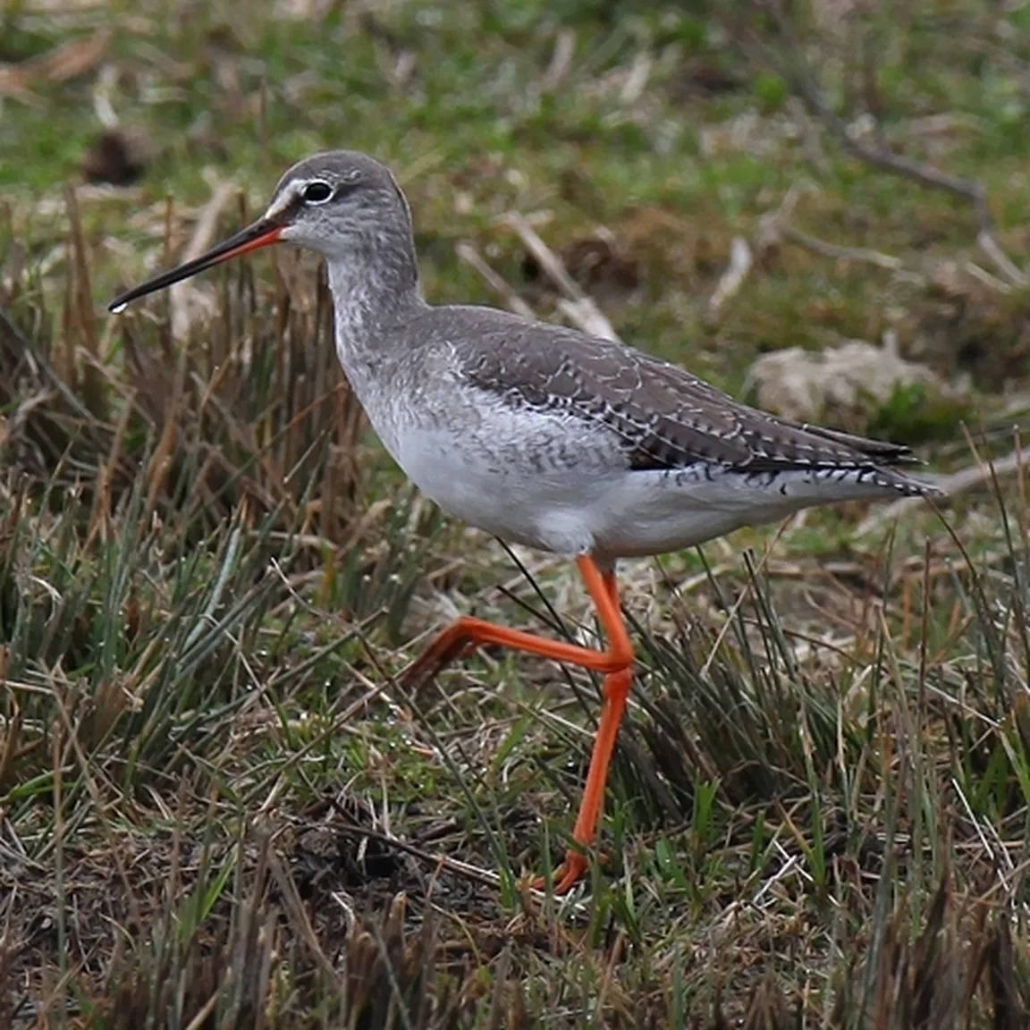 Črni martinec (Tringa erythropus) ponosno stopa po travi.
