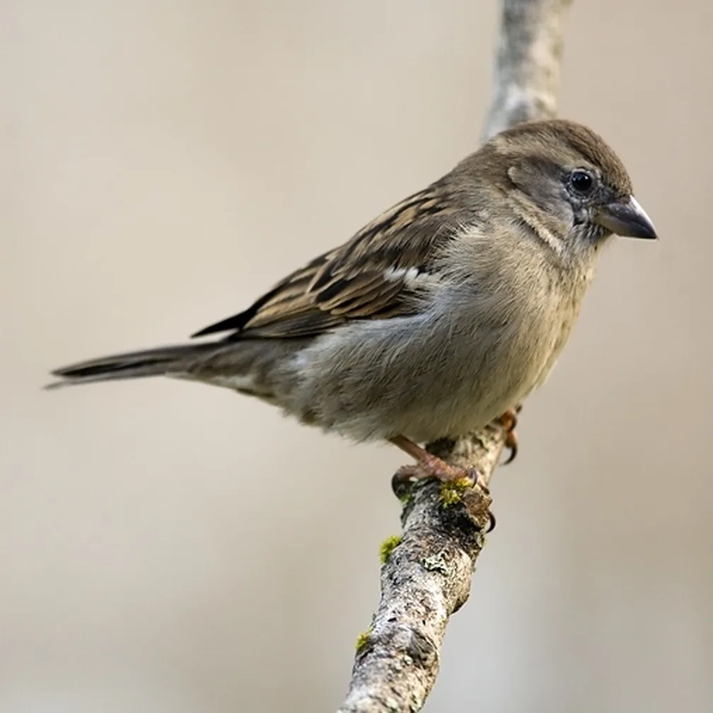 Samica domačega vrabeca (Passer domesticus) sedi na veji.