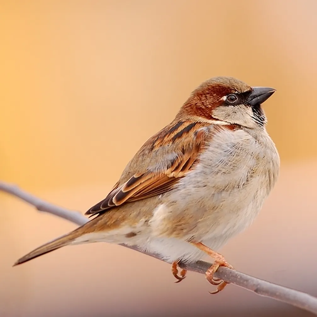 Samec domačega vrabca (Passer domesticus) sedi na veji.