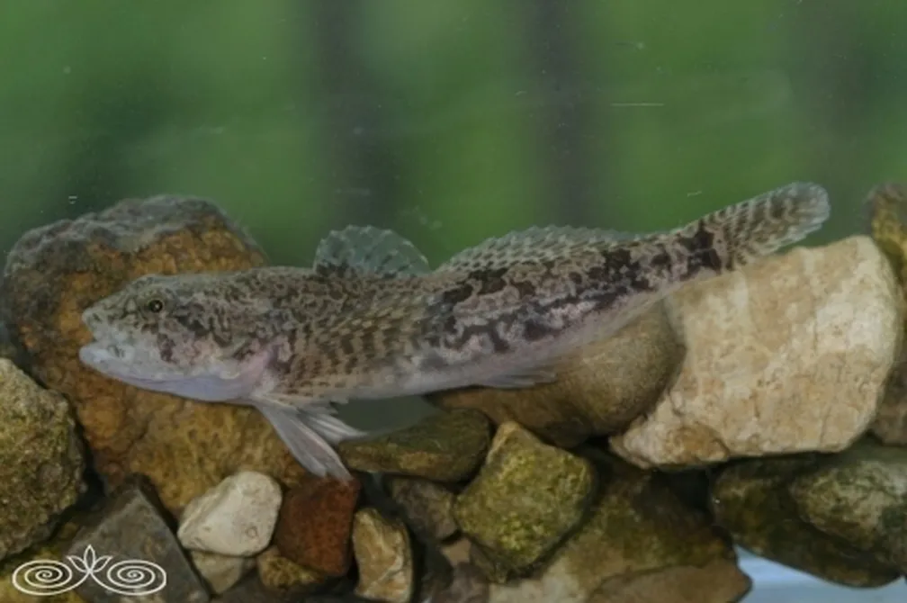 Glavač (Cottus gobio) z lisastim rjavo-zelenim vzorcem počiva na kamnitem dnu v naravnem vodnem okolju.