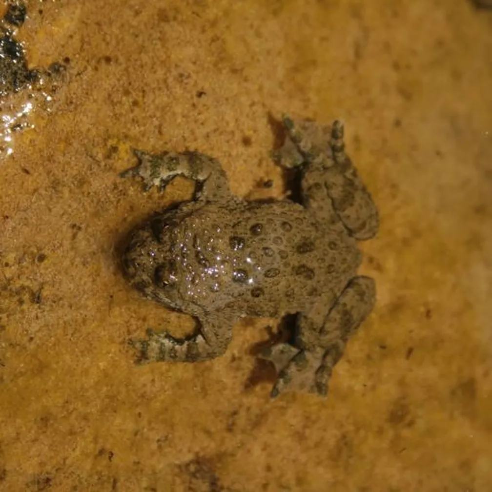 Hribski urh (Bombina variegata) dvoživka s sploščenim telesom in živorumenim trebuhom, ki se skriva na mokrih tleh.