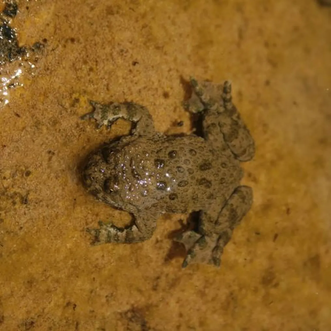 Hribski urh (Bombina variegata) dvoživka s sploščenim telesom in živorumenim trebuhom, ki se skriva na mokrih tleh.