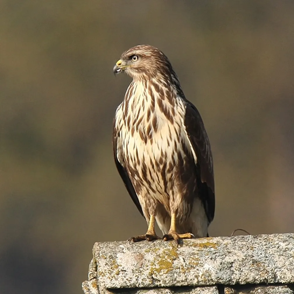 Kanja (Buteo buteo) ssedi na kupu drv in opazuje okolico.
