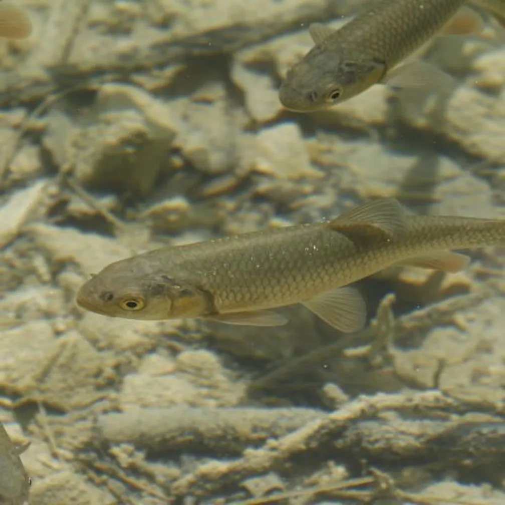 Klen (Leuciscus cephalus) plava v čisti vodi nad peščenim in kamnitim dnom, obdani z majhnimi kamenčki in drobirjem