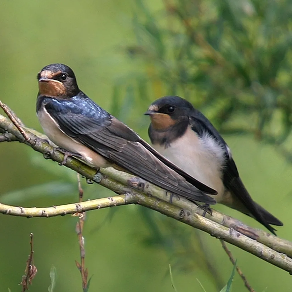 Kmečki lastovki (Hirundo rustica) sedita na vejici.