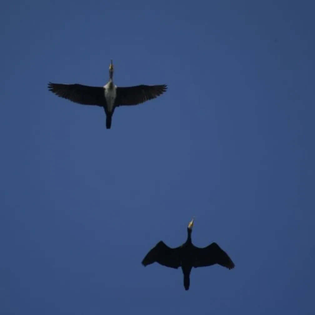 Kormoran (Phalacrocorax carbo) leti po nebu.