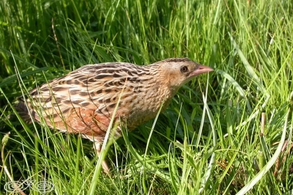 Kosec (Crex crex) se skriva v visoki jezerski travi.