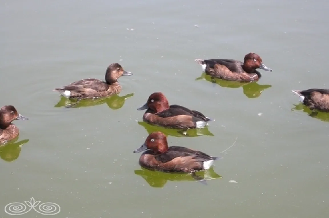 Kostanjevke (Aythya nyroca) v skupini na vodni gladini plavajo sem ter tja.