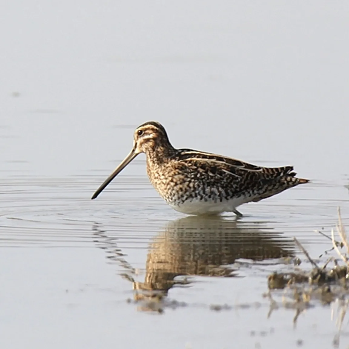 Kozica (Gallinago gallinago)  išče hrano s svojim dolgim kljunom v vodi.
