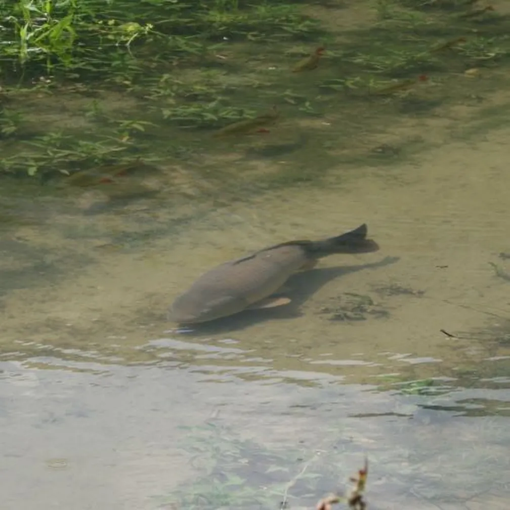 Krap (Cyprinus carpio) plava v čisti, plitvi vodi, obdan z zelenimi vodnimi rastlinami