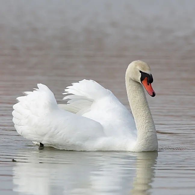 Labod grbec (Cygnus olor) ponosno plava na jezerski gladini.