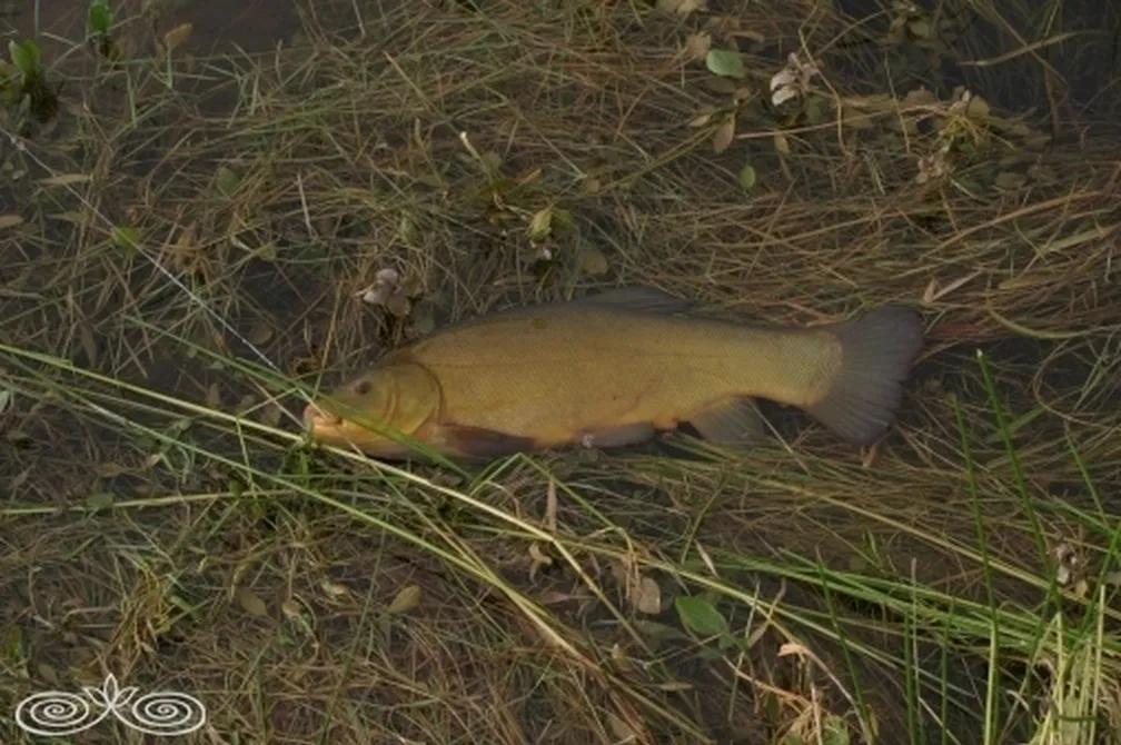 Linj (Tinca tinca) na travnati podlagi in med vodnim rastlinjem v plitvi vodi.