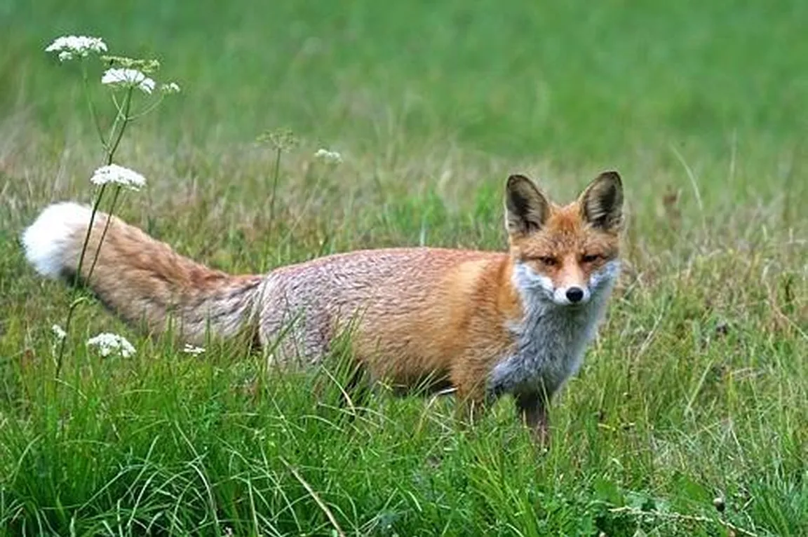 Lisica (Vulpes vulpes) na travniku.