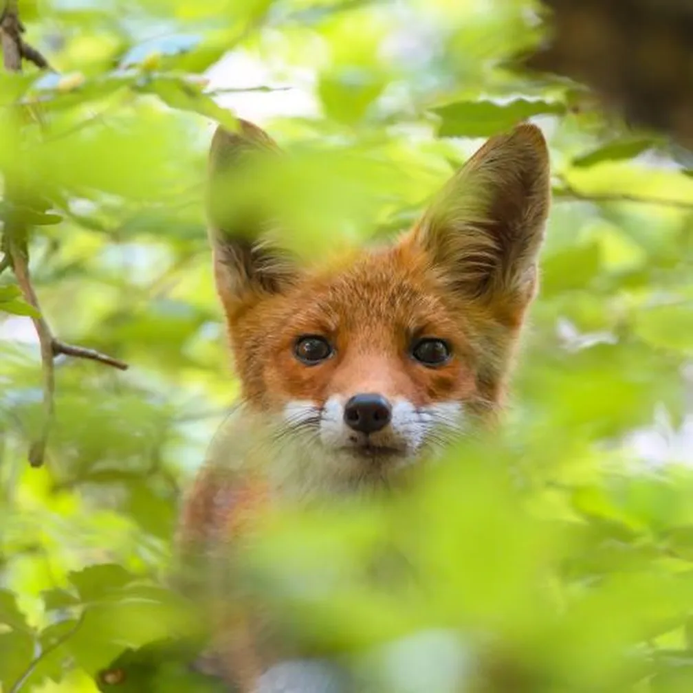 Lisica (Vulpes vulpes) kuka skozi drevesno krošnjo.