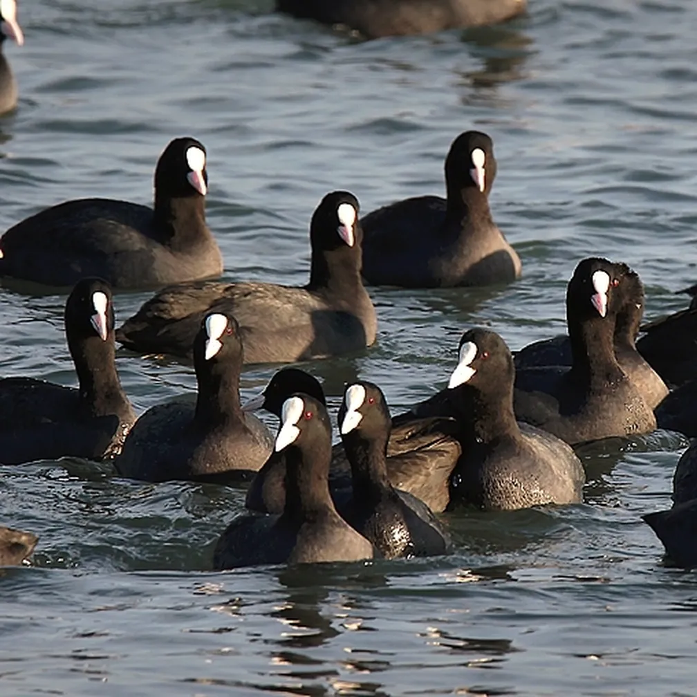 Liske (Fulica atra) v skupini na vodi.